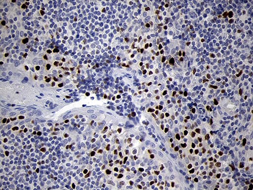 RUNX3 Antibody (clone OTI2G1)
