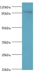 NF90 / ILF3 Antibody (aa785-894)