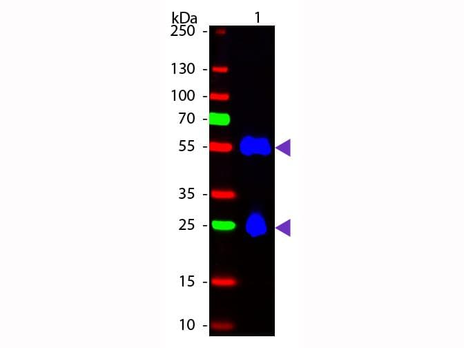 Donkey Anti-Mouse IgG Secondary Antibody (FITC)