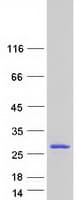 Human DUSP13 Protein (Recombinant Myc-DDK (Flag))