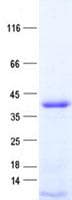 Human BCAP / PHF11 Protein (Recombinant His, N-Terminal)