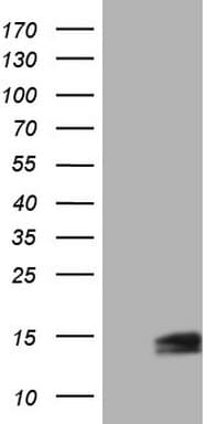 UBA52 Antibody (aa77-128, clone OTI5H7)