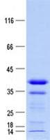 Human RNF165 Protein (Recombinant His, N-Terminal)
