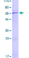 Human PAAF1 Protein (Recombinant GST)
