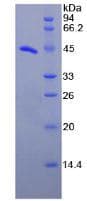 Human PGES / PTGES Protein (Recombinant His-GST)
