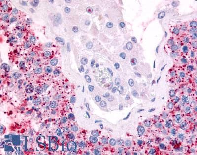PathPlus™ CDC7 Antibody (Kinase Domain)