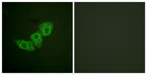 EGFR Antibody (phospho-Thr678)