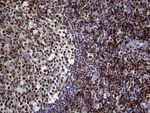 SEMA4D / Semaphorin 4D / CD100 Antibody (clone OTI8F1)