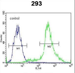 IHC-plus™ CTNNB1 / Beta Catenin Antibody (aa78-106)
