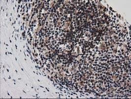 SNX8 Antibody (clone OTI1E5)