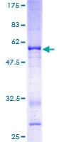 Human VGLL1 Protein (Recombinant GST)