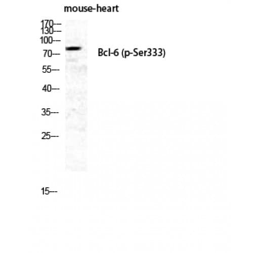 BCL6 Antibody (270-350 aa)