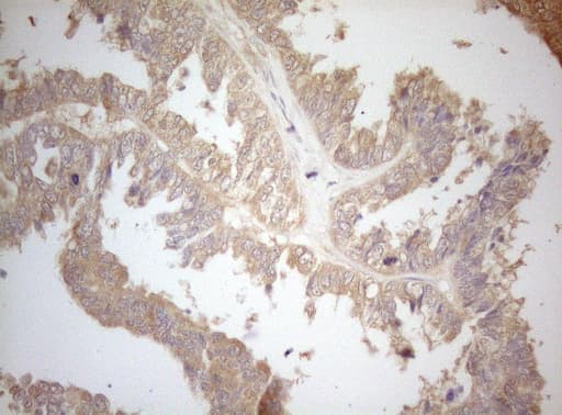 MS4A12 Antibody (clone OTI5F5)