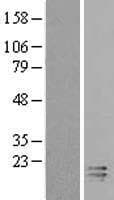 C2orf40 / ECRG4 Protein (Over-Expression Lysate Myc-DDK (Flag))