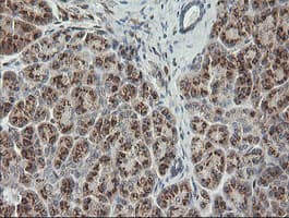 PIK3CG / PI3K Gamma Antibody (clone OTI4B9)