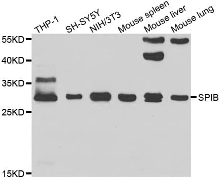 SPIB Antibody