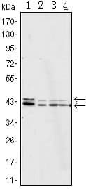 IHC-plus™ ERK1 + ERK2 Antibody (clone 3F8)