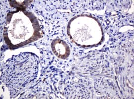 POGK Antibody (clone OTI6D5, Carrier-free)
