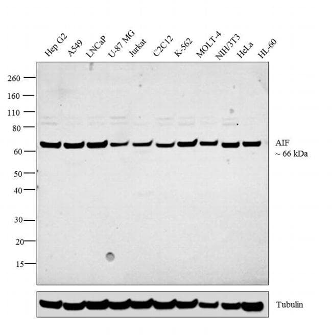 AIFM1 / AIF / PDCD8 Antibody (clone 4E7E11)