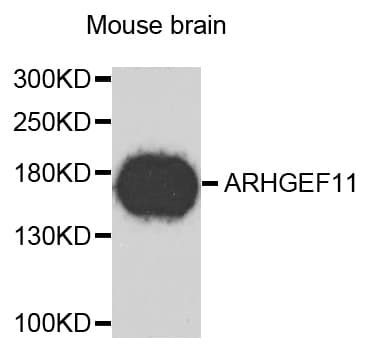 ARHGEF11 Antibody