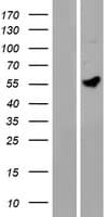 MANEAL Protein (Over-Expression Lysate Myc-DDK (Flag))