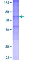 Human OPRM1 / Mu Opioid Receptor Protein (Recombinant GST)