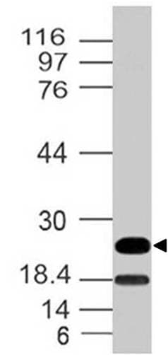 EBI3 / IL-27B Antibody
