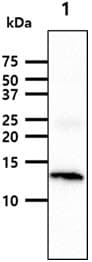 Monoclonal Mouse anti-Human FABP3 / H-FABP Antibody (clone AT9F10, WB)