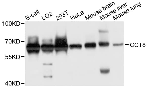 CCT8 Antibody