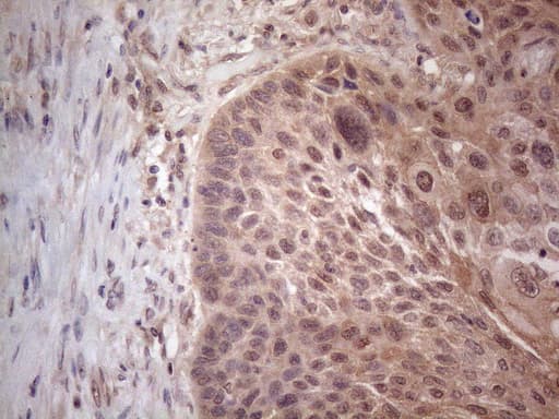 Monoclonal Mouse anti-Human MTF-1 Antibody (clone OTI2F3, aa1-272, IHC, WB)