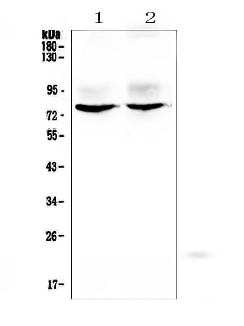 KCNA1 / Kv1.1 Antibody
