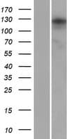 ANKRD24 Protein (Over-Expression Lysate Myc-DDK (Flag))