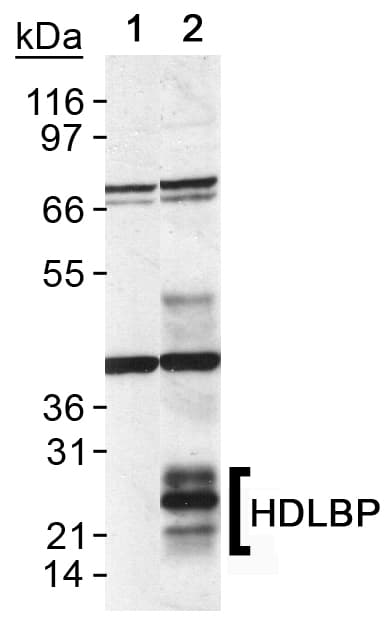 HDLBP / Vigilin Antibody (Internal, Biotin)