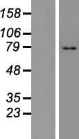 TM9SF4 Protein (Over-Expression Lysate Myc-DDK (Flag))