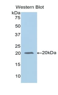 CD14 Antibody (aa125-288)