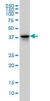 IHC-plus™ FAM50A Antibody (clone 5F10)