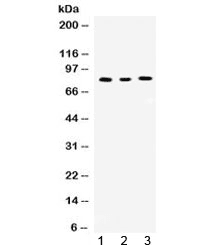 CCNT1 / Cyclin T1 Antibody
