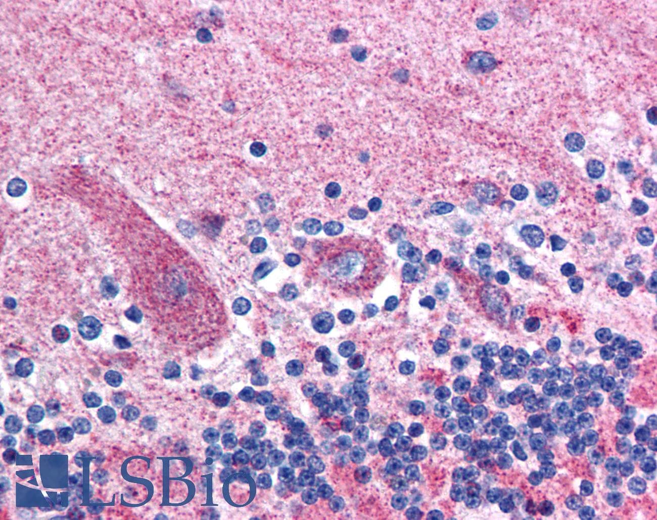 GABRD Antibody (N-Terminus)