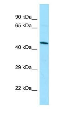 DUSP9 Antibody (aa312-361)