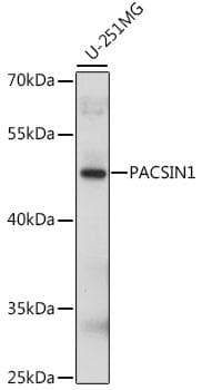 Syndapin I / PACSIN1 Antibody