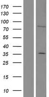 SKIL / SNO / SnoN Protein (Over-Expression Lysate Myc-DDK (Flag))
