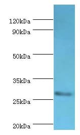 CD48 Antibody (aa27-125)