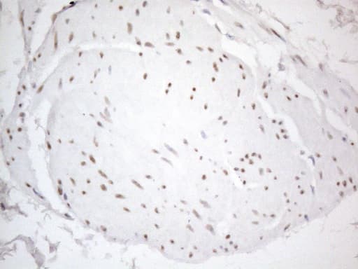 Monoclonal Mouse anti-Human TCEAL1 Antibody (clone OTI1B1, IHC, WB)