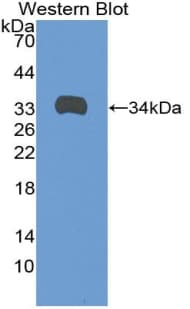 ANGPTL1 Antibody (aa36-297)