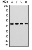 LMNB1 / Lamin B1 Antibody