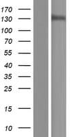 POLR3B Protein (Over-Expression Lysate Myc-DDK (Flag))