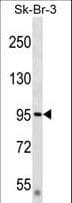 Polyclonal Rabbit anti-Human DTX3L Antibody (aa453-482, WB)