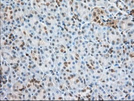 PFN1 / Profilin 1 Antibody (clone OTI2D2, Carrier-free)
