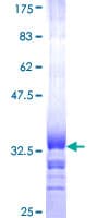 Human LILRA2 / CD85h / ILT1 Protein (Recombinant GST, N-terminus)