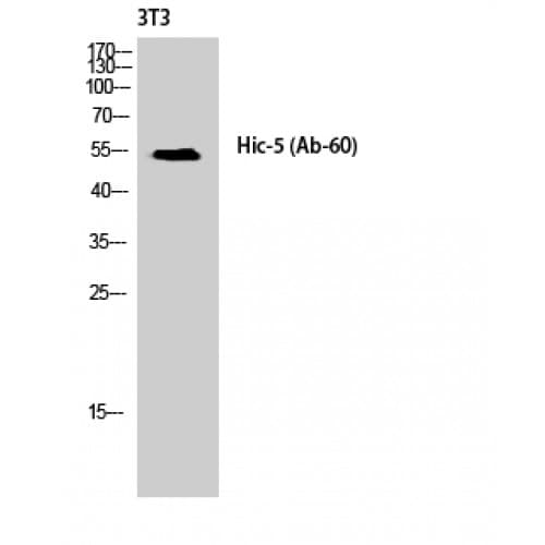ARA55 / HIC-5 Antibody (1-80 aa)